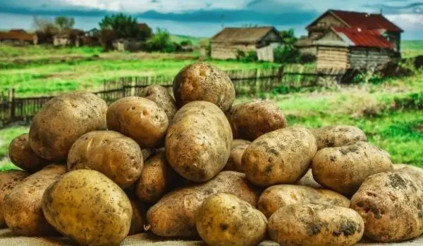 Zakaj Je Izjemno Pomembno, Da Uživamo Krompir