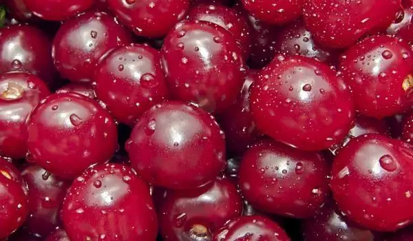 As Cerejas São Uma Superfruta! Eles Nos Protegem Da Queda De Cabelo Ao Diabetes