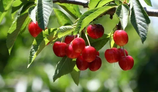 Buah Merah Sarat Dengan Antioksidan