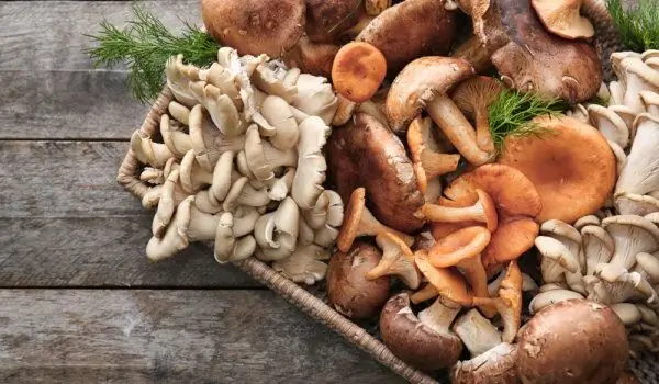 In The Mushroom Season: How To Choose And Cook Them Properly In The Mushroom Season: How To Choose And Cook Them Properly
