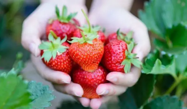 Msimu Wa Strawberry! Kwa Nini Ni Muhimu Kula Mara Kwa Mara