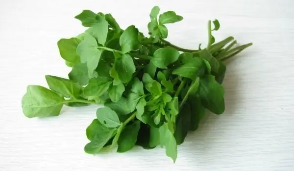 Watercress - алгачкы өстүрүлгөн өсүмдүктөрдүн бири