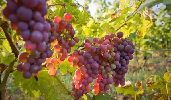 Las Lluvias También Escaldaron Las Uvas