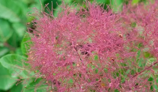 Sumac Läker Oss Och Gör Oss Vackra