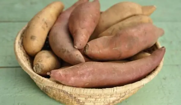 Mexican Sweet Potato - Wild Yam