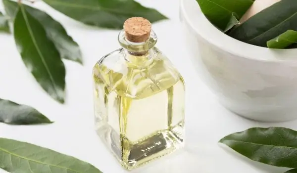 Aceite De Laurel: Todos Los Beneficios Y Aplicaciones