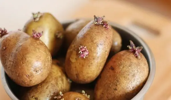 Waarom Gekiemde Knoflook En Aardappelen Schadelijk Zijn