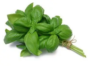 Basil