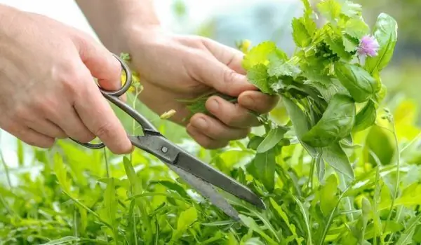 Comment Cueillir Les Herbes Correctement Et En Toute Sécurité ?