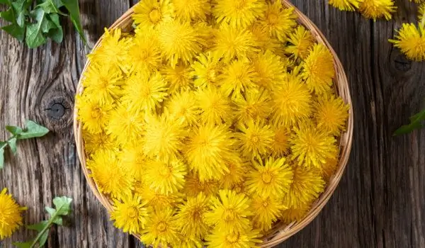 Dandelion: Sumber Vitamin Dan Antioksidan Yang Tak Ternilai