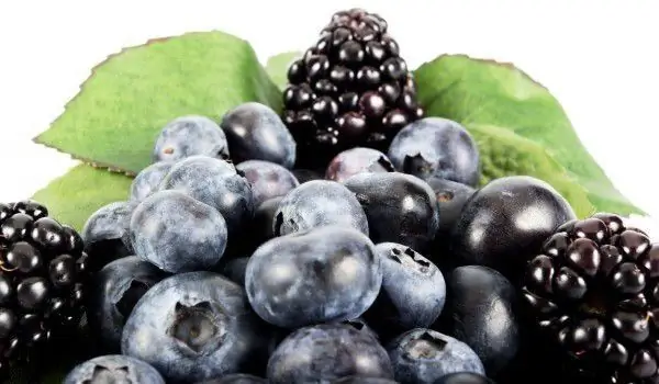 Makan Blueberry Untuk Menjadi Jenius