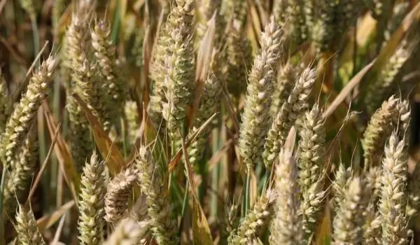 Bulgarian Variety Of Einkorn Will Be Exported Abroad