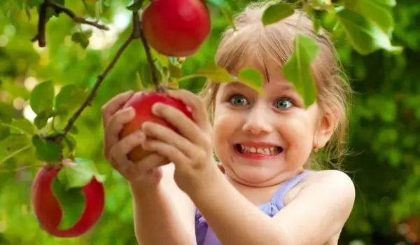 A Tree Bears 40 Different Fruits