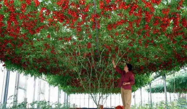 Un Fantastico Albero Di Pomodori Produce 14.000 Pomodori Ciascuno