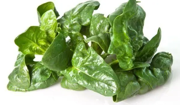 Spinach Is Dietary And Useful Against Cancer