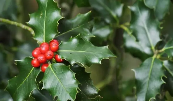 Ilex - սիրված ամանորյա զարդարանք