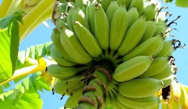 Bananen zum Kochen