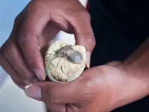 Balut