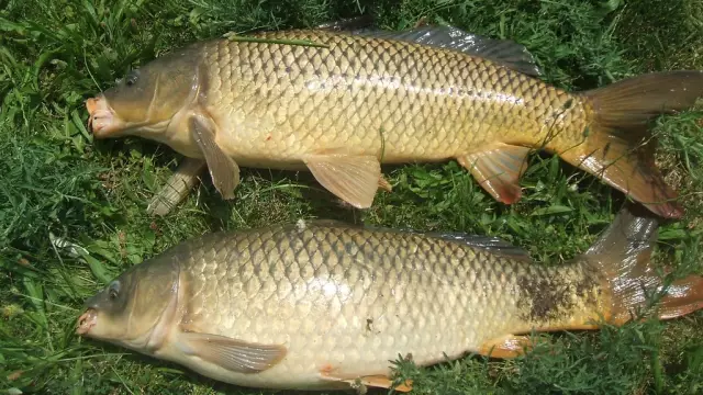 How To Clean A Carp