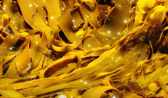 Kelp